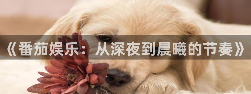 天辰娱乐的平台：《番茄娱乐：从深夜到晨曦的节奏》